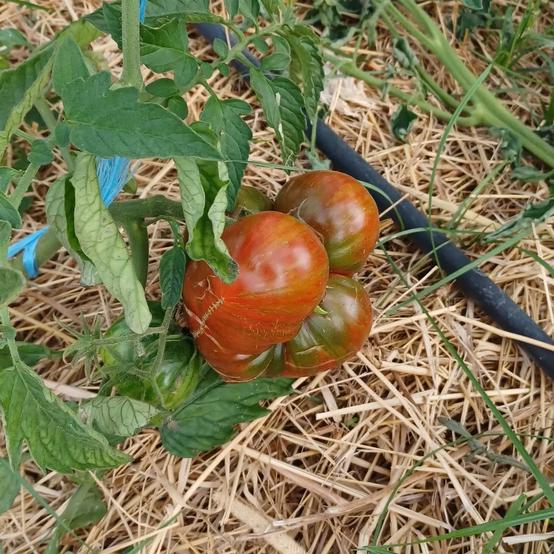Solidarische Landwirtschaft Bekegarten/Bunte Höfe